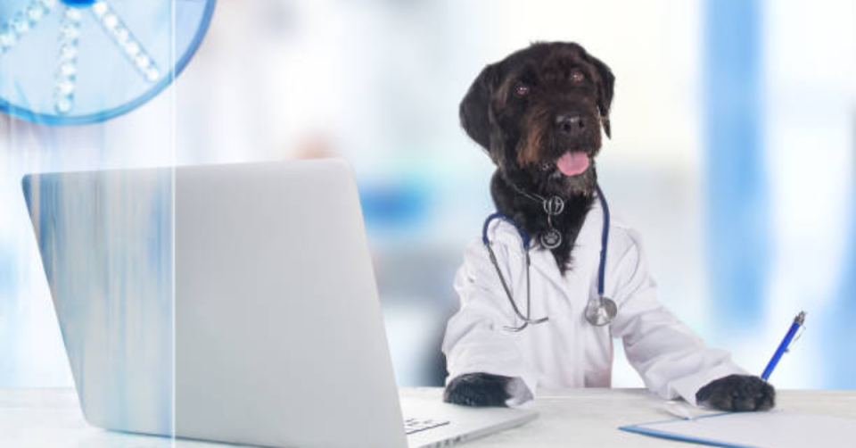 Vet Groups